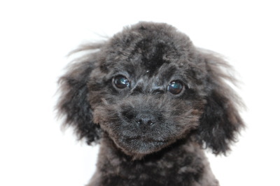 ティーカップサイズのトイプードルブラック(黒色)の子犬オス、生後4ヶ月画像