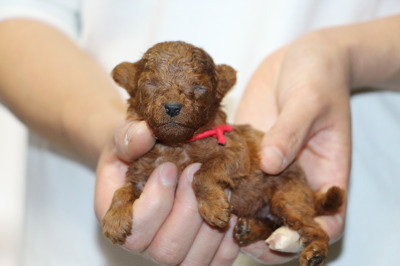 ティーカップサイズのトイプードルレッドの子犬メス、生後2週間画像