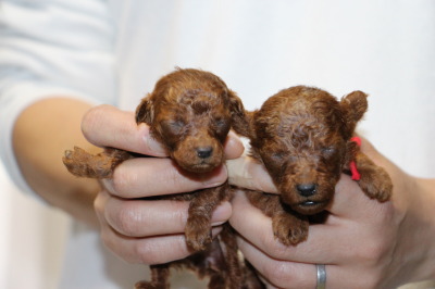 ティーカップサイズのトイプードルレッドの子犬メス2頭、生後2週間画像