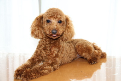 タイニーサイズトイプードルレッドの子犬オス、生後10ヶ月画像