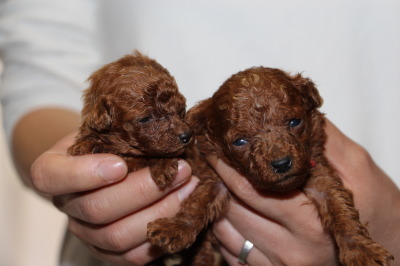 ティーカップサイズのトイプードルレッドの子犬メス、生後3週間画像