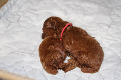ティーカップサイズのトイプードルレッドの子犬メス、生後3週間画像