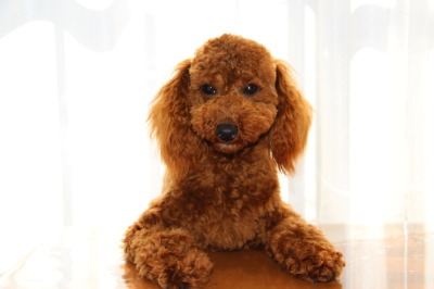 トイプードルレッドの子犬オス、生後10ヶ月画像