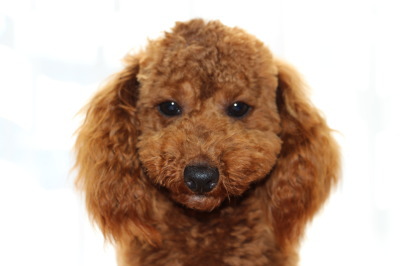トイプードルレッドの子犬オス、生後10ヶ月画像