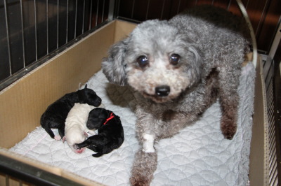 生まれたばかりのトイプードルの子犬ホワイトとシルバー画像