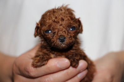 ティーカップサイズのトイプードルレッドの子犬メス、生後4週間画像