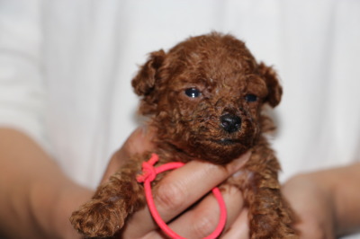 ティーカップサイズのトイプードルレッドの子犬メス、生後4週間画像
