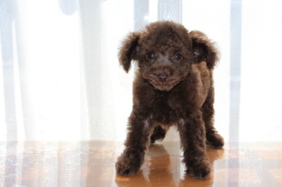ティーカップサイズのトイプードルブラウンの子犬オス、生後2ヶ月画像