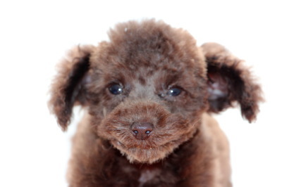 ティーカップサイズのトイプードルブラウンの子犬オス、生後2ヶ月画像