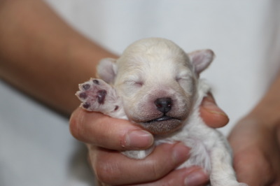 トイプードルホワイト(白色)の子犬オス、生後１週間画像