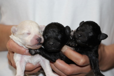 トイプードルホワイト(白色)オスとシルバーメスの子犬、生後１週間画像