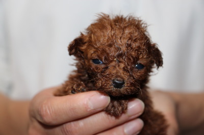 ティーカップサイズのトイプードルレッドの子犬メス、生後5週間画像
