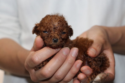 ティーカップサイズのトイプードルレッドの子犬メス、生後5週間画像