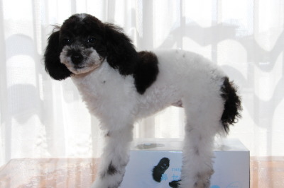 トイプードル白黒パーティーの子犬メス、生後5ヶ月画像