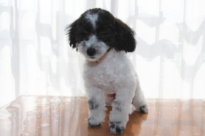 トイプードル白黒パーティーの子犬メス、生後5ヶ月画像