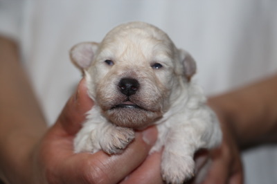 トイプードルホワイト(白色)の子犬オス、生後2週間画像