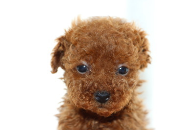 タイニーサイズトイプードルレッドの子犬メス、生後6週間画像