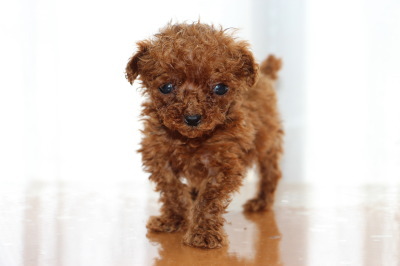 ティーカップサイズのトイプードルレッドの子犬メス、生後6週間画像