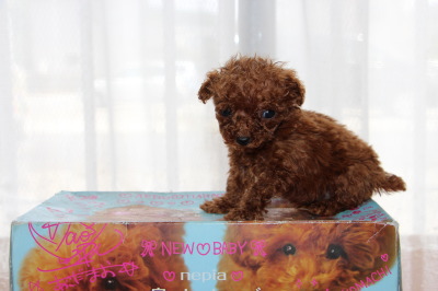 ティーカップサイズのトイプードルレッドの子犬メス、生後6週間画像
