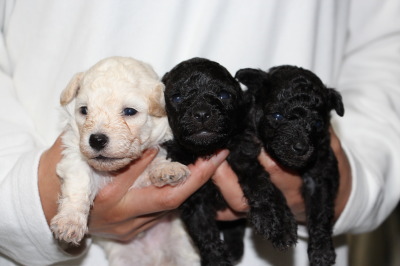 トイプードルの子犬、ホワイト(白色)オスとシルバー(グレー)メス2頭、生後3週間画像