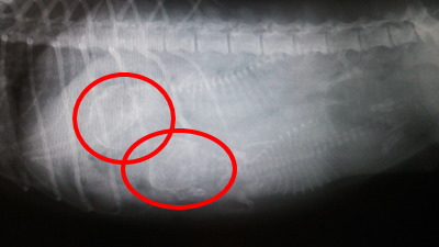 トイプードル妊娠犬の骨盤レントゲン写真