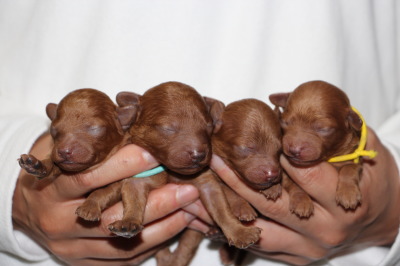トイプードルレッドの子犬オス2頭メス2頭、生後1週間画像