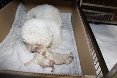 トイプードルホワイト(白色)犬の出産(お産)画像