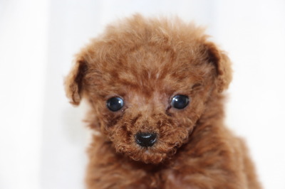 ティーカップサイズのトイプードルレッドの子犬メス、生後7週間画像