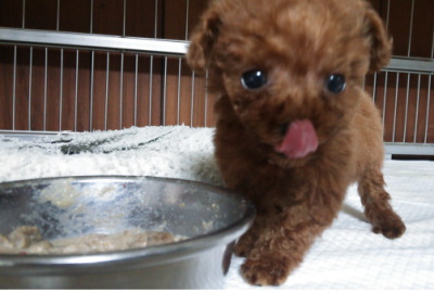 ティーカップサイズのトイプードルレッドの子犬メス、生後7週間画像