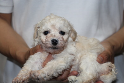 トイプードルホワイト(白色)の子犬オス、生後4週間画像