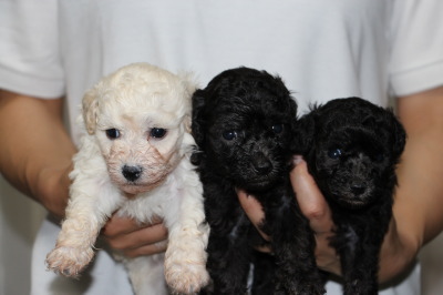 トイプードルの子犬、ホワイト(白色)オスとシルバー(グレー)メス2頭、生後4週間画像