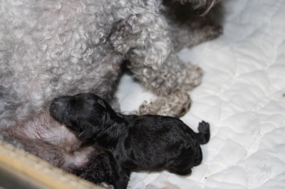 トイプードルシルバー犬の出産(お産)画像
