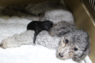 トイプードルシルバー犬の出産(お産)画像