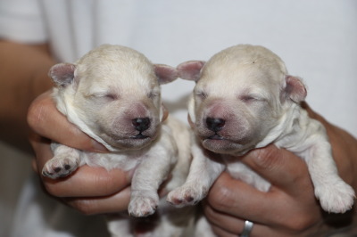 トイプードルホワイト(白色)の子犬オス1頭メス1頭、生後1週間画像