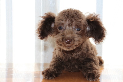 ティーカップサイズのトイプードルブラウンの子犬オス、生後3ヶ月画像