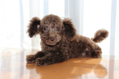 ティーカップサイズのトイプードルブラウンの子犬オス、生後3ヶ月画像