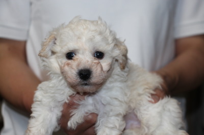 トイプードルホワイト(白色)の子犬オス、生後5週間画像