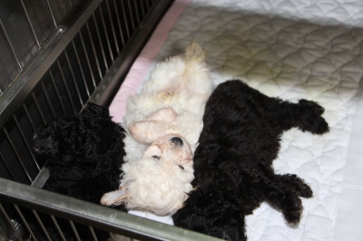 トイプードルの子犬、ホワイト(白色)オスとシルバー(グレー)メス2頭、生後5週間画像