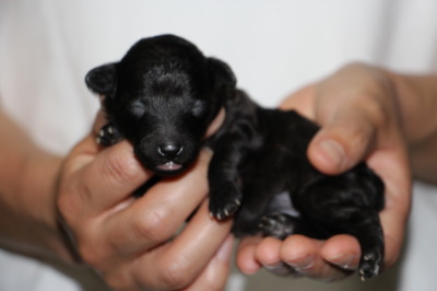 トイプードルシルバー(グレー)の子犬メス、生後1週間画像