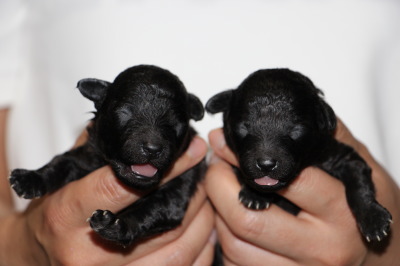 トイプードルシルバー(グレー)の子犬オス1頭メス1頭、生後1週間画像