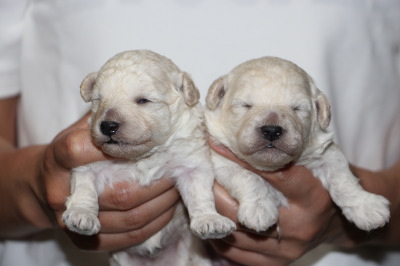 トイプードルホワイト(白色)の子犬オス1頭メス1頭、生後2週間画像