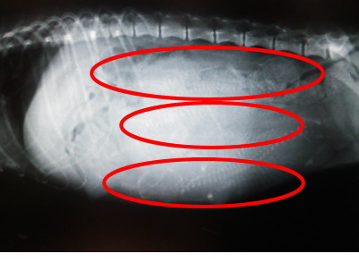 トイプードルブラック(黒色)妊娠犬のレントゲン写真