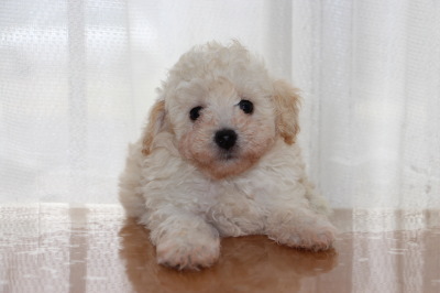 トイプードルホワイト(白色)の子犬オス、生後6週間画像