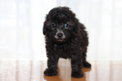 トイプードルシルバー(グレー)の子犬メス、生後6週間画像