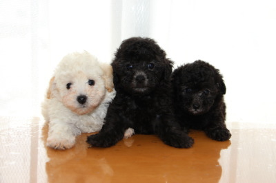 トイプードルの子犬、ホワイト(白色)オスとシルバー(グレー)メス2頭、生後6週間画像