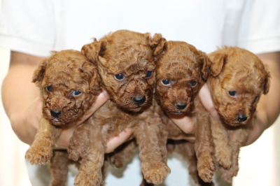 トイプードルレッドの子犬オス2頭メス2頭、生後4週間画像