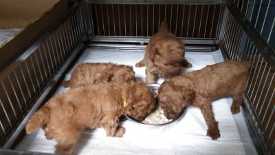 トイプードルレッドの子犬オス2頭メス2頭、生後4週間