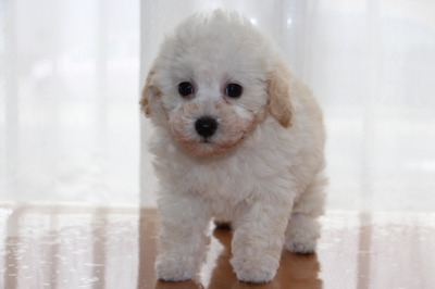 トイプードルホワイト(白色)の子犬オス、生後7週間画像