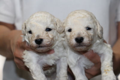 トイプードルホワイト(白色)の子犬オス1頭メス1頭、生後3週間画像