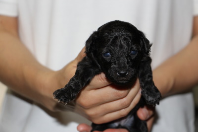 トイプードルシルバー(グレー)の子犬メス、生後3週間画像
